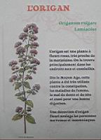 24 - Les plantes d'interieur en vogue au 19e - L'Origan.jpg